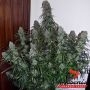 Quick Flowering THC Feminized Marijuana Strain by Phoenix Seeds For Sale Online at Cannabis Seeds Outlet