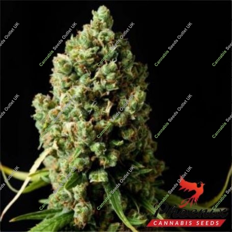 Original Skunk Feminized Marijuana Strain by Phoenix Seeds For Sale Online at Cannabis Seeds Outlet