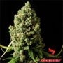 Original Skunk Feminized Marijuana Strain by Phoenix Seeds For Sale Online at Cannabis Seeds Outlet