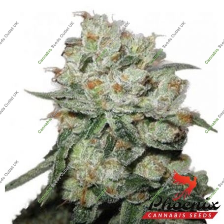 OG Kush Feminized Marijuana Strain by Phoenix Seeds For Sale Online at Cannabis Seeds Outlet