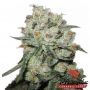 OG Kush Feminized Marijuana Strain by Phoenix Seeds For Sale Online at Cannabis Seeds Outlet