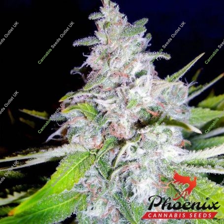 Northern Lights Feminized Marijuana Strain by Phoenix Seeds For Sale Online at Cannabis Seeds Outlet