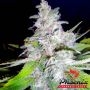 Northern Lights Feminized Marijuana Strain by Phoenix Seeds For Sale Online at Cannabis Seeds Outlet