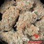 Phoenix Seeds Good Shit Smoke Buds Weed Ganja Skunk Dope Pot Images Pics Nuggets
