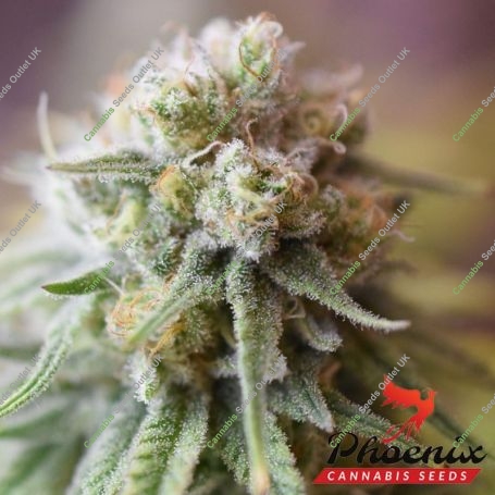 CBD Critical Mass Feminized Marijuana Strain by Phoenix Seeds For Sale Online at Cannabis Seeds Outlet