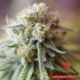 CBD Critical Mass Feminized Marijuana Strain by Phoenix Seeds For Sale Online at Cannabis Seeds Outlet