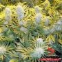 Phoenix Seeds CBD Critical Mass Smoke Buds Weed Ganja Skunk Dope Pot Images Pics Nuggets