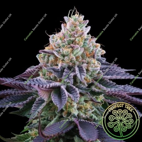 Coco Fresh Feminized Marijuana Strain by Perfect Tree Seeds For Sale Online at Cannabis Seeds Outlet