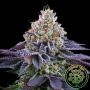 Coco Fresh Feminized Marijuana Strain by Perfect Tree Seeds For Sale Online at Cannabis Seeds Outlet