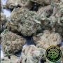 Perfect Tree Seeds Coco Fresh Smoke Buds Weed Ganja Skunk Dope Pot Images Pics Nuggets
