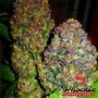 Phoenix Seeds Blueberry Smoke Buds Weed Ganja Skunk Dope Pot Images Pics Nuggets