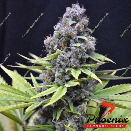 Blueberry Feminized Marijuana Strain by Phoenix Seeds For Sale Online at Cannabis Seeds Outlet
