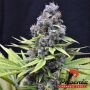 Blueberry Feminized Marijuana Strain by Phoenix Seeds For Sale Online at Cannabis Seeds Outlet