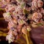 Pheno Finder Seeds Pinkz Smoke Buds Weed Ganja Skunk Dope Pot Images Pics Nuggets