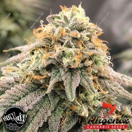 Pinkz Feminized Marijuana Strain by Pheno Finder Seeds For Sale Online at Cannabis Seeds Outlet