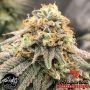 Pinkz Feminized Marijuana Strain by Pheno Finder Seeds For Sale Online at Cannabis Seeds Outlet