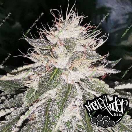 Mac 11 Feminized Marijuana Strain by Pheno Finder Seeds For Sale Online at Cannabis Seeds Outlet