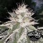 Mac 11 Feminized Marijuana Strain by Pheno Finder Seeds For Sale Online at Cannabis Seeds Outlet