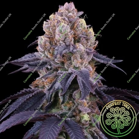 Lemon Coconut Fat Bomb Marijuana Strain by Perfect Tree Seeds For Sale Online at Cannabis Seeds Outlet