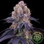 Lemon Coconut Fat Bomb Marijuana Strain by Perfect Tree Seeds For Sale Online at Cannabis Seeds Outlet
