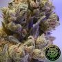 Perfect Tree Seeds Lemon Coconut Fat Bomb Smoke Buds Weed Ganja Skunk Dope Pot Images Pics Nuggets