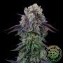 Coconut Cream Feminized Marijuana Strain by Perfect Tree Seeds For Sale Online at Cannabis Seeds Outlet