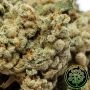 Perfect Tree Seeds Coconut Cream Smoke Buds Weed Ganja Skunk Dope Pot Images Pics Nuggets