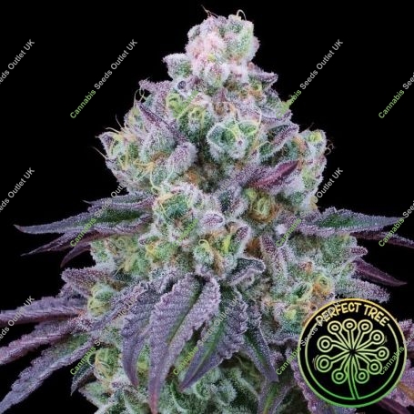 Coconut Chalice Feminized Marijuana Strain by Perfect Tree Seeds For Sale Online at Cannabis Seeds Outlet