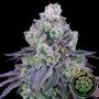 Coconut Chalice Feminized Marijuana Strain by Perfect Tree Seeds For Sale Online at Cannabis Seeds Outlet