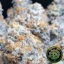 Perfect Tree Seeds Coconut Chalice Smoke Buds Weed Ganja Skunk Dope Pot Images Pics Nuggets