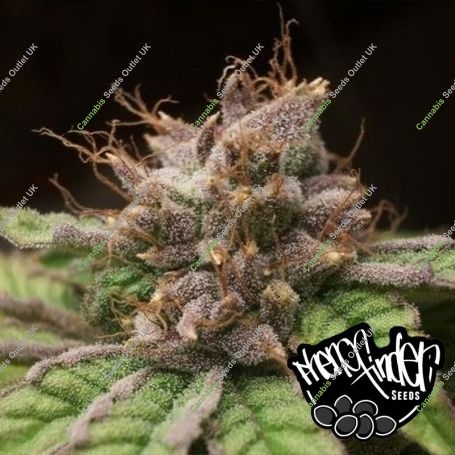 Blueberry Feminized Marijuana Strain by Pheno Finder Seeds For Sale Online at Cannabis Seeds Outlet