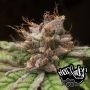 Blueberry Feminized Marijuana Strain by Pheno Finder Seeds For Sale Online at Cannabis Seeds Outlet