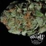 Pheno Finder Seeds Blueberry Smoke Buds Weed Ganja Skunk Dope Pot Images Pics Nuggets
