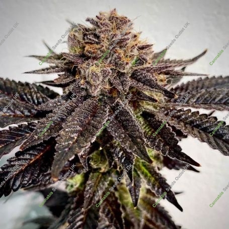 Slapz Feminized Marijuana Strain by Original Sensible Seeds For Sale Online at Cannabis Seeds Outlet