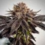 Slapz Feminized Marijuana Strain by Original Sensible Seeds For Sale Online at Cannabis Seeds Outlet