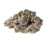 Original Sensible Seeds Slapz Smoke Buds Weed Ganja Skunk Dope Pot Images Pics Nuggets