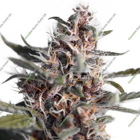 Blackberry Kush Auto Feminized Marijuana Strain by Our Own Weed Breeders For Sale Online at Cannabis Seeds Outlet