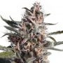 Blackberry Kush Auto Feminized Marijuana Strain by Our Own Weed Breeders For Sale Online at Cannabis Seeds Outlet