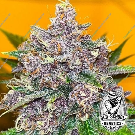 Black Cherries Feminized Marijuana Strain by Old School Genetics For Sale Online at Cannabis Seeds Outlet
