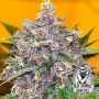 Black Cherries Feminized Marijuana Strain by Old School Genetics For Sale Online at Cannabis Seeds Outlet