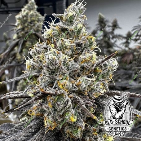Velvet Kosher Feminized Marijuana Strain by Old School Genetics For Sale Online at Cannabis Seeds Outlet