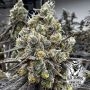 Velvet Kosher Feminized Marijuana Strain by Old School Genetics For Sale Online at Cannabis Seeds Outlet