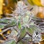 Old School Genetics Velvet Kosher Smoke Buds Weed Ganja Skunk Dope Pot Images Pics Nuggets