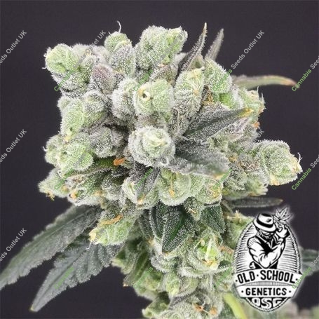 Two Bananas Feminized Marijuana Strain by Old School Genetics For Sale Online at Cannabis Seeds Outlet