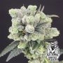Two Bananas Feminized Marijuana Strain by Old School Genetics For Sale Online at Cannabis Seeds Outlet