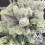 Old School Genetics Two Bananas Smoke Buds Weed Ganja Skunk Dope Pot Images Pics Nuggets