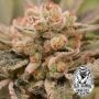 Old School Genetics Papaya Banana Smoke Buds Weed Ganja Skunk Dope Pot Images Pics Nuggets