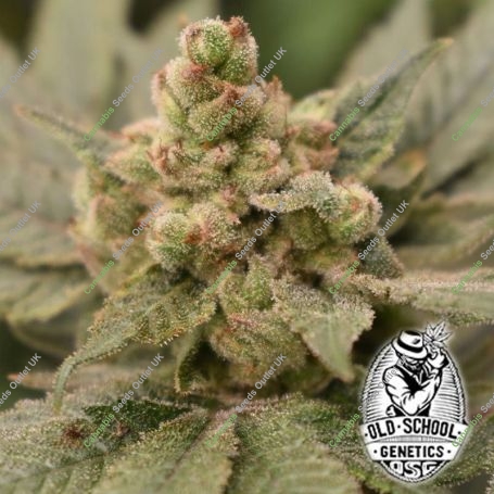 Papaya Banana Feminized Marijuana Strain by Old School Genetics For Sale Online at Cannabis Seeds Outlet