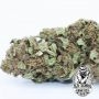 Papaya Banana Feminized by Old School Genetics THC Content Potency Strength CBD Height Yield Flowering Time Indica Sativa Geneti