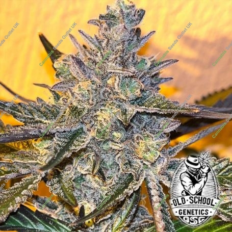 Kosher Popz Feminized Marijuana Strain by Old School Genetics For Sale Online at Cannabis Seeds Outlet